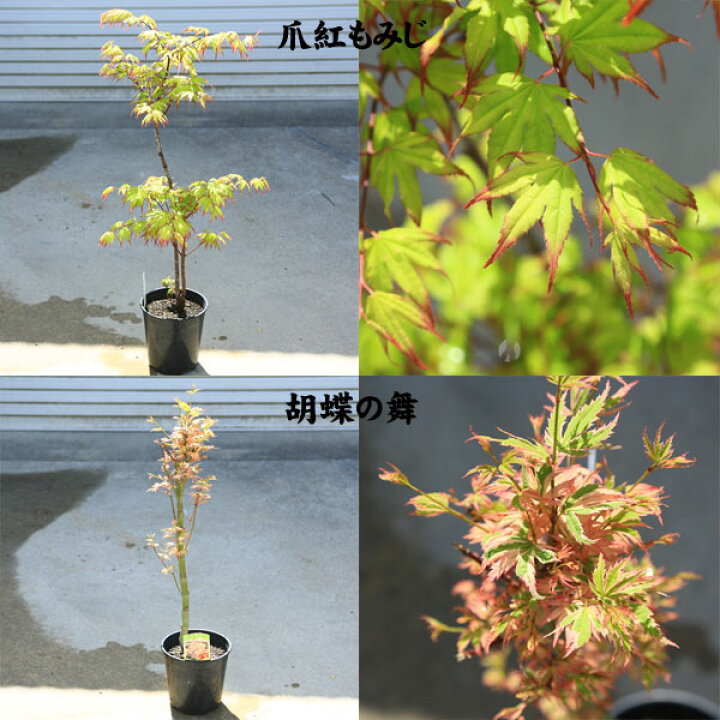 楽天市場】ちょうどよい大きさの美しい樹形 庭木・植木：モミジの木*青 
