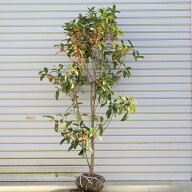 ☆送料無料☆　庭木・植木・苗木：金木犀（キンモクセイ）*（根巻き）　樹高：約100cm　佐川急便　きんも…