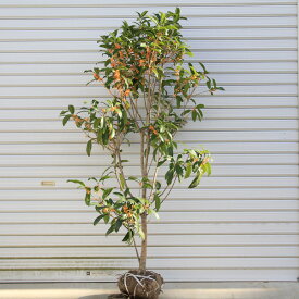 楽天市場 植木 種類 植物 キンモクセイ ガーデニング 農業 花 ガーデン Diy の通販