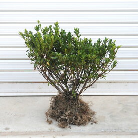 庭木：サツキ（さつき・大盃）*　大株！皐月