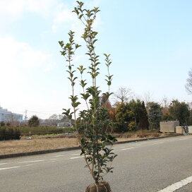 楽天市場 植木 庭木 花木 秋 ９ １１月 遊恵盆栽 楽天市場店