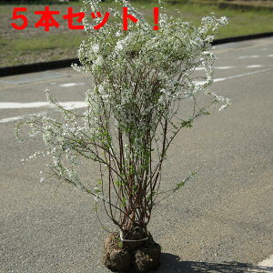 ؁FLiMij5{Zbg*@60cm