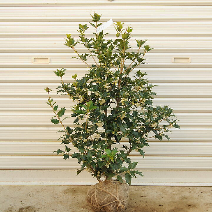 ミニ盆栽 姫柊 ヒメヒイラギ ひめひいらぎ魔除けの樹縁起bonsai モダン鉢 受け皿付き 熱販売 モダン鉢