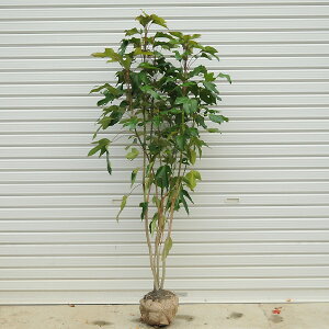 @؁FJN~m*ij@F120cm@SF140cm@}֔I