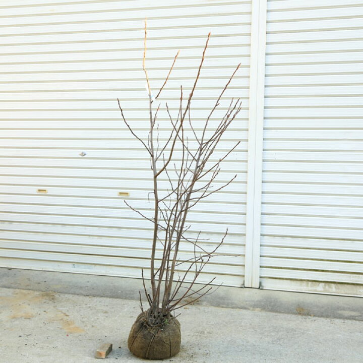 楽天市場 送料無料 庭木 ジューンベリー株立ち アメリカザイフリボク 樹高 約150ｃｍ 全高 約160ｃｍ 佐川急便大型商品発送 遊恵盆栽 楽天市場店