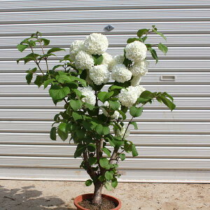 植木 盆栽 オオデマリの人気商品 通販 価格比較 価格 Com