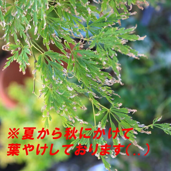楽天市場 庭木 青柳もみじ 樹高 60ｃｍ 遊恵盆栽 楽天市場店