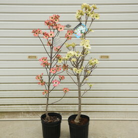 苗、庭木：アメリカ花水木（はなみずき）ハナミズキ*　鉢でも育てやすいサイズです！