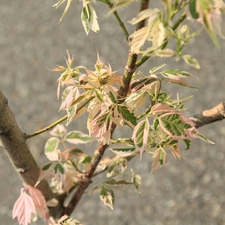 楽天市場】☆送料無料☆ 庭木：ネグンドカエデ（フラミンゴ）* 大株  