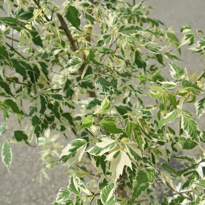 楽天市場】☆送料無料☆ 庭木：ネグンドカエデ（フラミンゴ）* 大株  