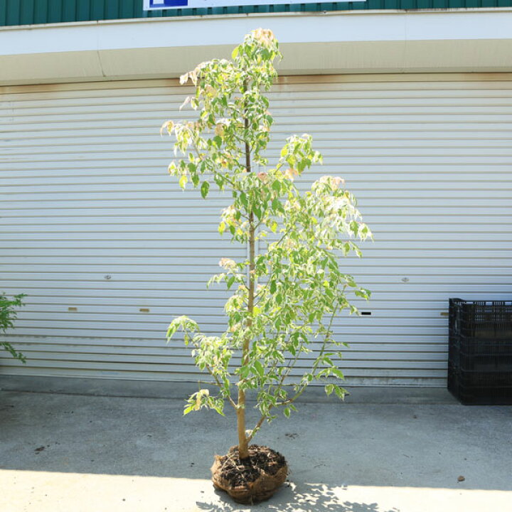 楽天市場】☆送料無料☆ 庭木：ネグンドカエデ（フラミンゴ）* 大株  