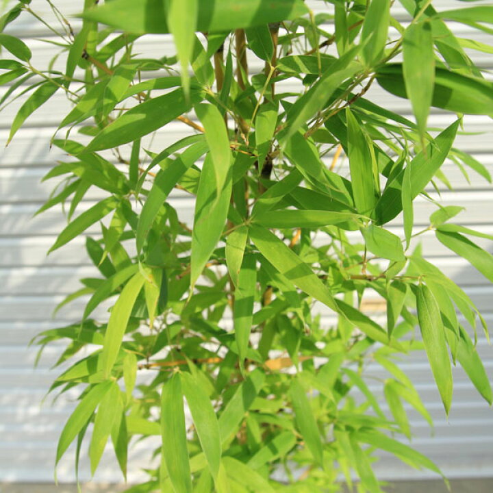 楽天市場】送料無料！庭木：ホテイチク（布袋竹）*（ポット植え） 樹高 