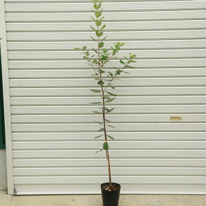 ؁FtFCWA*iӂ傠j@A|orWF~jor}AorN[bWor}X@}ؕc