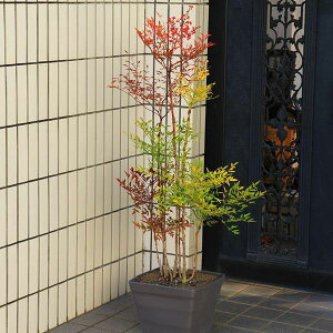 I@ENǂ̒؁FgV*(Iij@AI@SF90-100cm@}֔@@叼@͂ȂĂ@ie