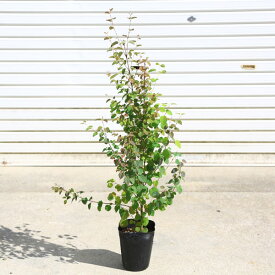 送料無料！庭木：桂の木（カツラの木）　寄せ植え(2-3本)*！　樹高：約70cm