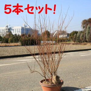 @؁FsNLiMitWmsL[j*@劔I@5{ZbgI@F70cm 