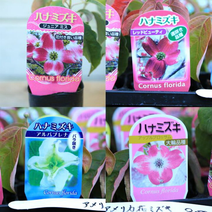 楽天市場 ミニ苗 苗木 アメリカハナミズキ はなみずき 花水木 各種 遊恵盆栽 楽天市場店