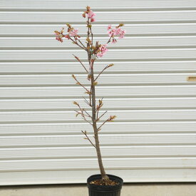 送料無料　庭木：河津桜（かわつざくら）*早咲き性の有名品種！