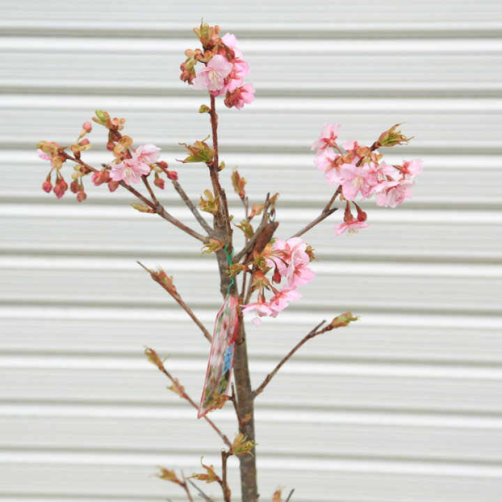 楽天市場】送料無料 庭木：河津桜（かわつざくら）*早咲き性の有名品種 