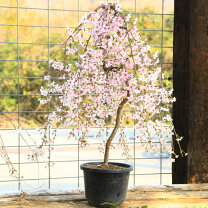 楽天市場】富士桜 しだれの通販