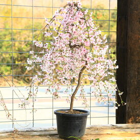 楽天市場 しだれ桜 盆栽の通販