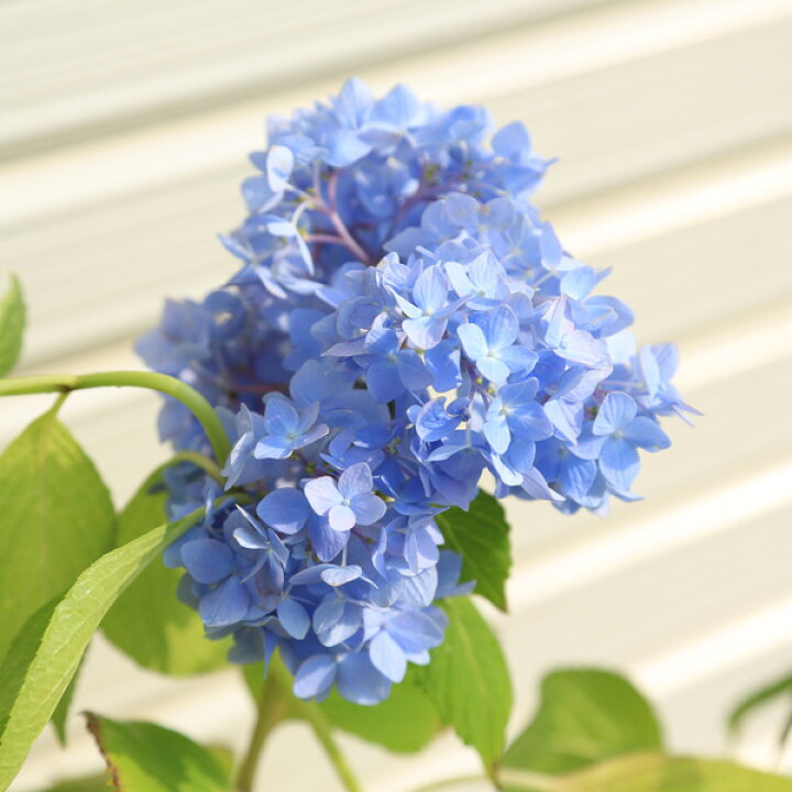楽天市場 昔懐かしいアジサイ 庭木 西洋アジサイ ハイドランジア 手毬あじさい 花色は土質により異なる場合がございます 遊恵盆栽 楽天市場店