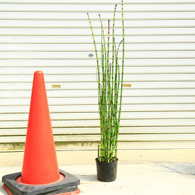楽天市場 トクサ 鉢植えの通販