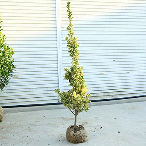 邢_Ƀsb^I@I@؁FL}TLi؁j*120cm@}֔ ܂