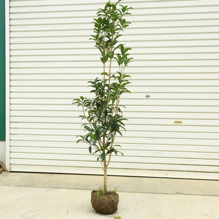 楽天市場 送料無料 庭木 植木 キンモクセイ 金木犀 お得でお手頃サイズ 樹高140ｃｍ 全高160ｃｍ 佐川急便 遊恵盆栽 楽天市場店