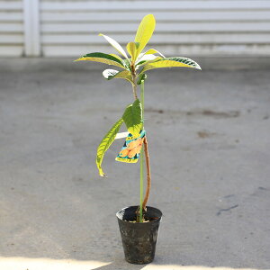 ؁EA؁F؁Frifj* corΖorNC[@iIщI@т