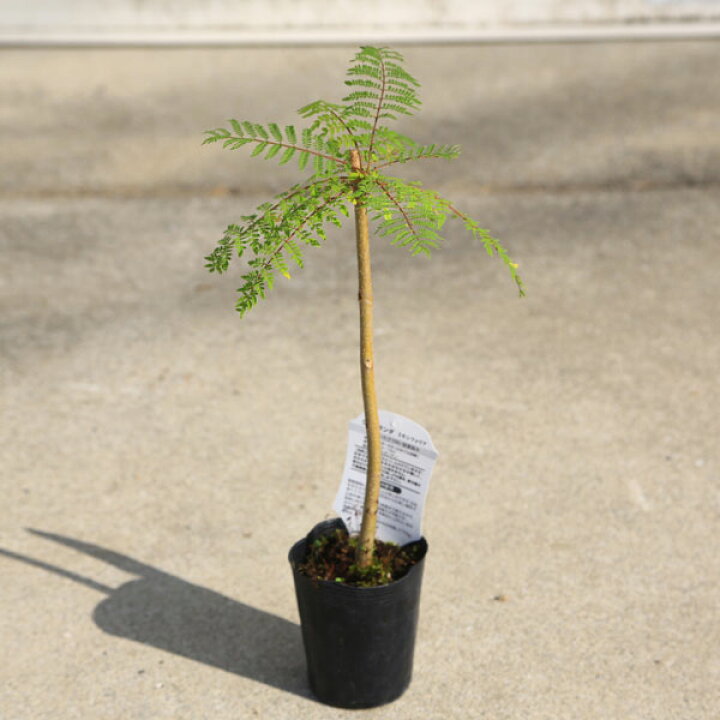 楽天市場】庭木・観葉植物・世界三大花木：ジャカランダ 