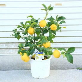 送料無料　庭木・植木・苗木：レモン（れもん）檸檬*　レモン　苗　特良品　母の日　ギフト