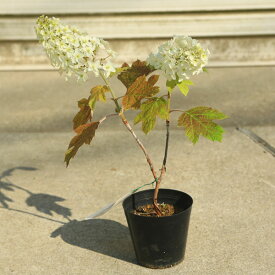 楽天市場 カシワバアジサイ 種類 植物 アジサイ の通販