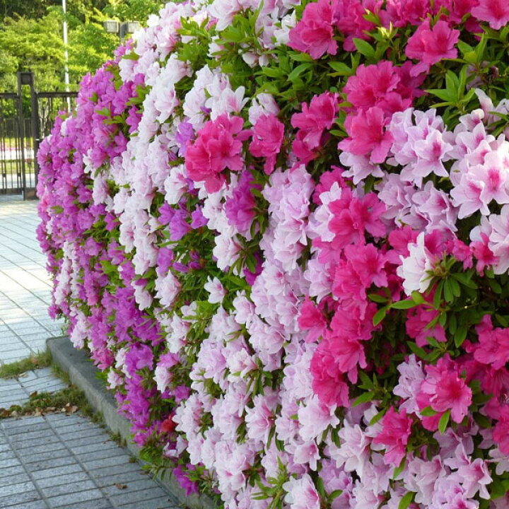 ヒラドツツジ 白花 初恋 庭木 恋の喜び 慎み 植木 白い花は 節度 花言葉 ２本 ３8ｃｍと３３ｃｍ ８号鉢含む 商品追加値下げ在庫復活 ３8ｃｍと３３ｃｍ