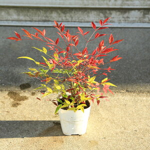 ����E���N�ǂ��̒�؁F�g����V�@4���|�b�g