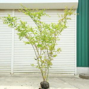 @؁FCn݂iCn~Wj*@I@F170cm@SF180cm@}֔I@gt