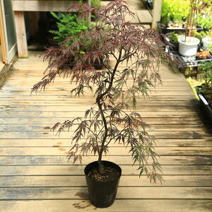 lC̔ԗt݂I؁Fg}݂iԂ݂j*ׂɂ gt xjV_~W