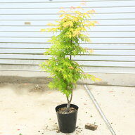 ちょうどよい大きさの美しい樹形　庭木・植木：モミジの木*青しだれもみじ　赤しだれもみじ　黄鴫立もみ…
