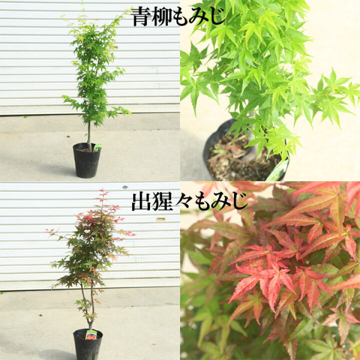 楽天市場 ちょうどよい大きさの美しい樹形 庭木 植木 モミジの木 青しだれもみじ 赤しだれもみじ 黄鴫立もみじ イロハもみじ 野村もみじ サンゴカク もみじ 黄金板屋もみじ 桂もみじ 赤七五三 琴の糸など 佐川急便発送 遊恵盆栽 楽天市場店