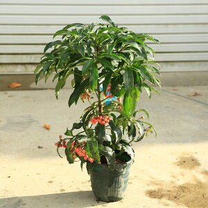 植木 盆栽 万両の通販 価格比較 価格 Com