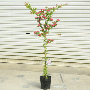 ���������@��؁F�g�Ԕ��d�T���U�V(���񂴂�)���C�t�����[*