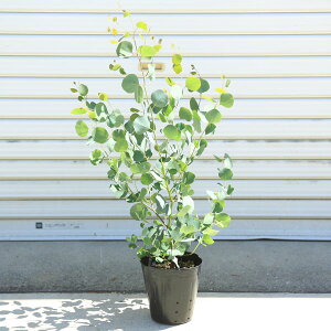 ؁F[J@||XiVo[_[Kj*@100cm@S120cm@[ ۂۂ炷