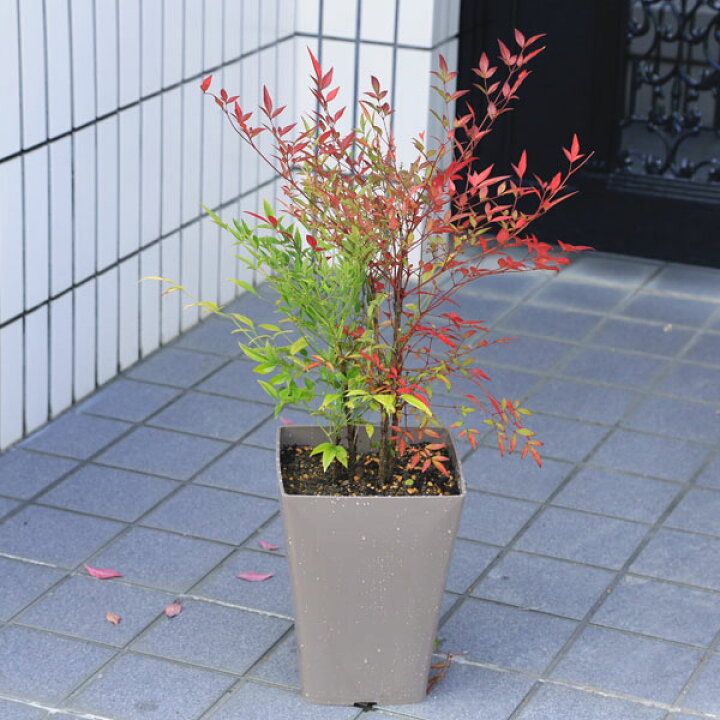 楽天市場 厄除けに 玄関前定番の樹 送料無料 庭樹盆栽 紅白南天 鉢植え 南天 鉢植え 佐川急便発送 遊恵盆栽 楽天市場店
