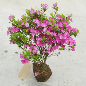 庭木：久留米つつじ/クルメツツジ （紅かすり）*控えめな薄紫花です。