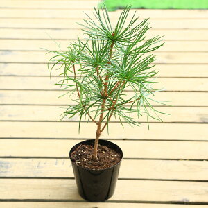 ؕcF얊i܂j*RE}Lij|bg