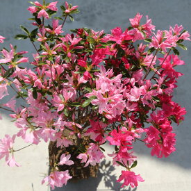 庭木：久留米つつじ/クルメツツジ （新常夏）*　複数の色が混じる絞り咲き！