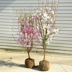 送料無料　庭木：ミツバツツジ（三つ葉つつじ）ピンク花or白花　色をお選びください！*