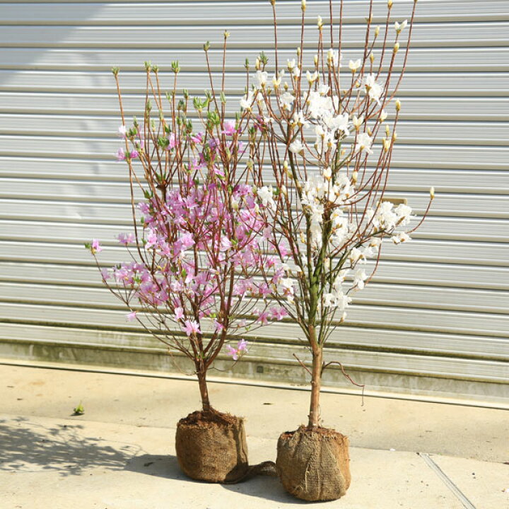 楽天市場 送料無料 庭木 ミツバツツジ 三つ葉つつじ ピンク花or白花 色をお選びください 佐川急便発送 遊恵盆栽 楽天市場店