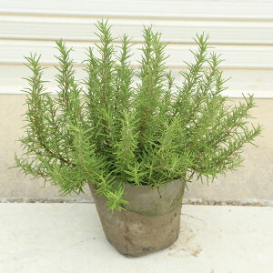 @؁EA؁F[Y}[i[܂[jij*劔I@ԁ@ZC