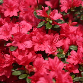 庭木：久留米つつじ/クルメツツジ イマショウジョウ（今猩々）*明るい紅色花です！